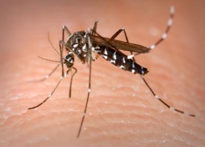 Asian tiger mosquito