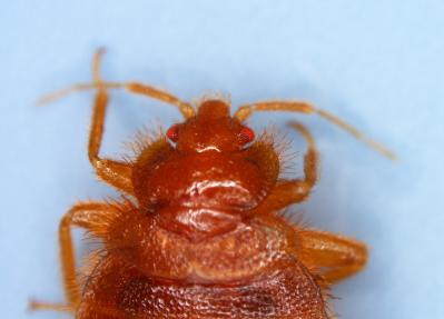 Close up of Bat bug. Photo: D. Clement, HGIC.