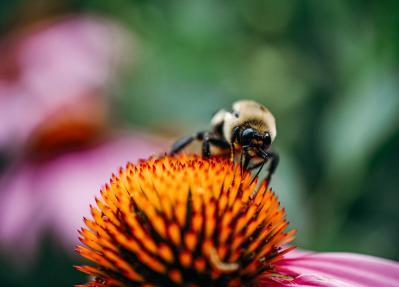 Bee on a flower