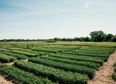 Snap pea field