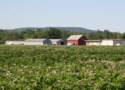 Plants growing in front of farm buildings